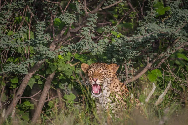 Esneme çalılıklarda leopar.