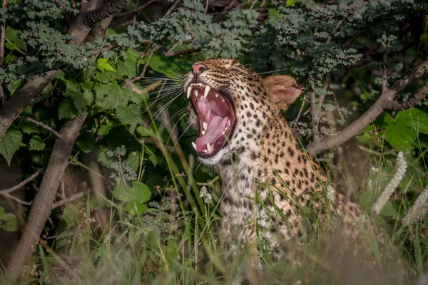 Leopard yawning in the bushes. — Stock Photo, Image