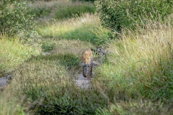 Kameranın doğru yürüyüş leopar.