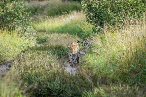 Leopard gyaloglás felé a kamera. — Stock Fotó