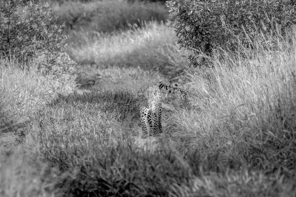 Kameranın doğru yürüyüş leopar.