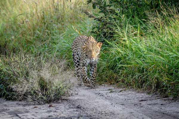 Leopardo caminhando em direção à câmera . — Fotografia de Stock