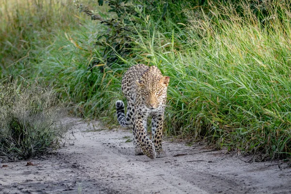 Leopardo caminhando em direção à câmera . — Fotografia de Stock