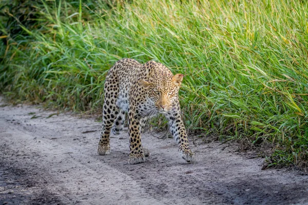 Leopardo caminhando em direção à câmera . — Fotografia de Stock