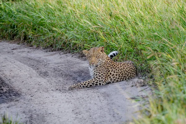 Leopardo deitado na areia . — Fotografia de Stock