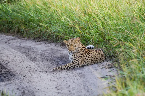 Leopardo deitado na areia . — Fotografia de Stock