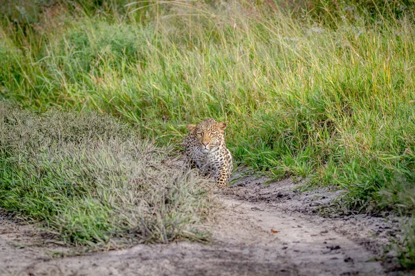 Kameranın doğru takip leopar.