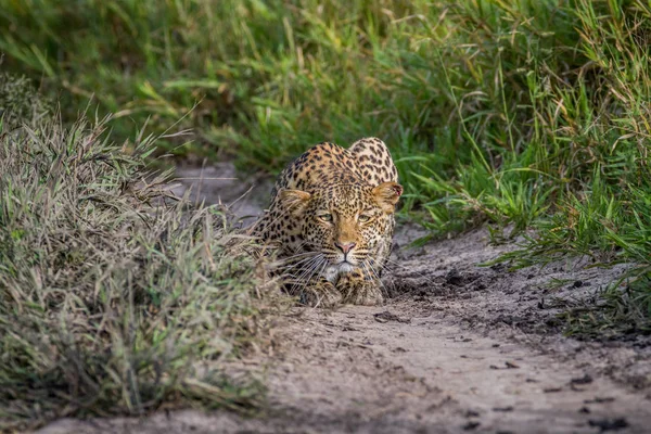 Leopard pirscht sich in Richtung Kamera. — Stockfoto