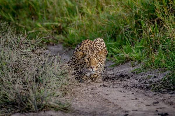 Kameranın doğru takip leopar.