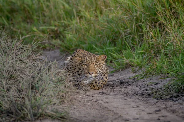 Leopardo perseguindo em direção à câmera . — Fotografia de Stock