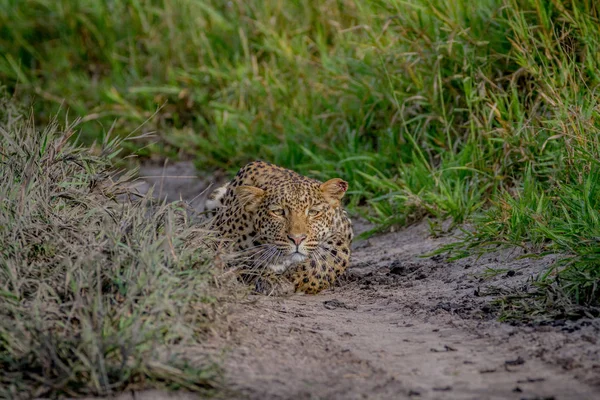 Leopard stalking kierunku kamery. — Zdjęcie stockowe