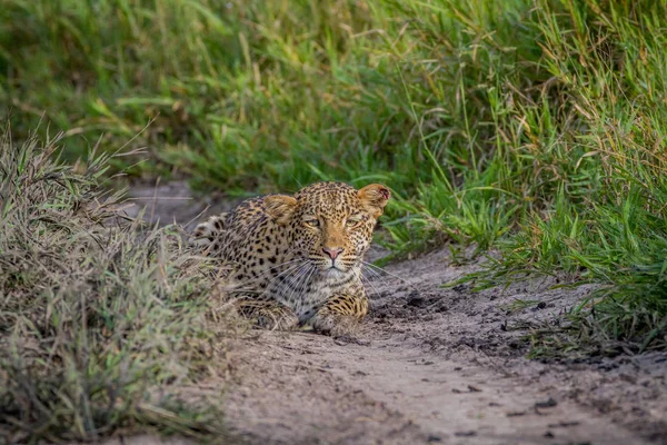 Luipaard stalking naar de camera. — Stockfoto