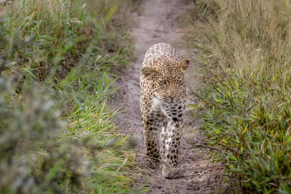 Kameranın doğru yürüyüş leopar.