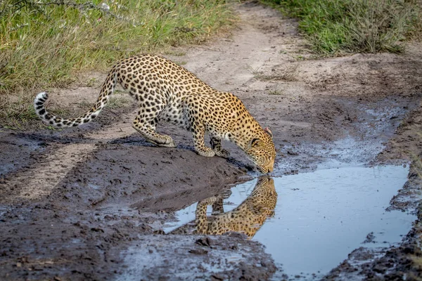 Leopardo bebendo de uma piscina de água . — Fotografia de Stock