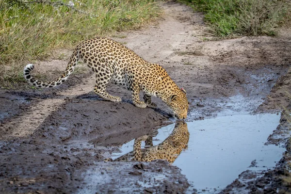 Leopardo bebendo de uma piscina de água . — Fotografia de Stock