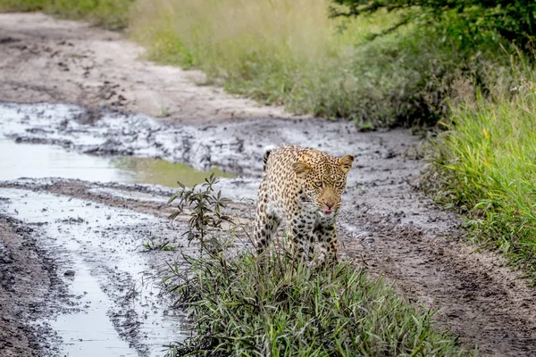 Leopardo caminhando em direção à câmera . — Fotografia de Stock