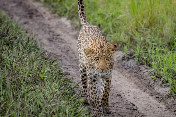 Leopardo caminhando em direção à câmera . — Fotografia de Stock