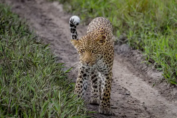 Leopardo caminhando em direção à câmera . — Fotografia de Stock