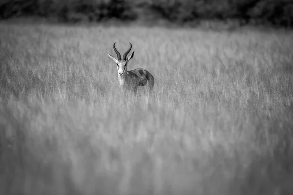 Springbok στέκεται στην υψηλή χλόη. — Φωτογραφία Αρχείου