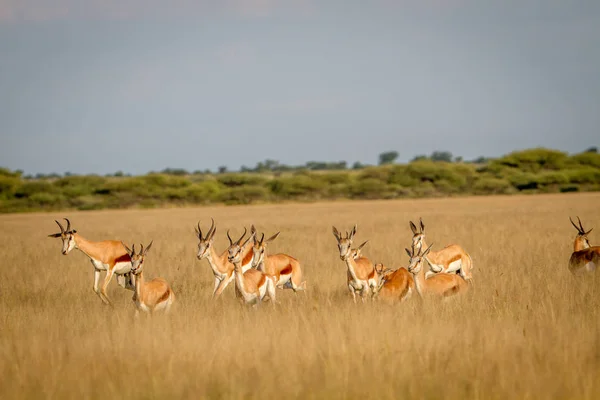 Manada de Springbok correndo na grama . — Fotografia de Stock