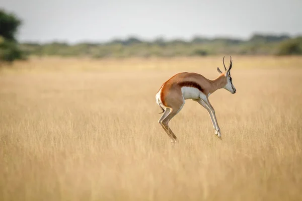 Springbok pronunciando na grama . — Fotografia de Stock