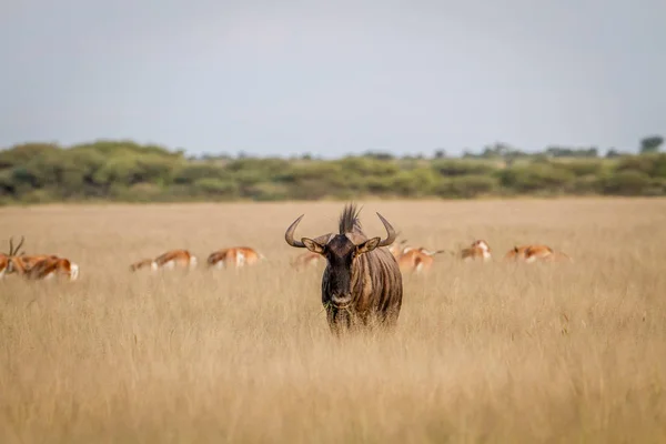 Wildebeest azul con Springboks en segundo plano . —  Fotos de Stock