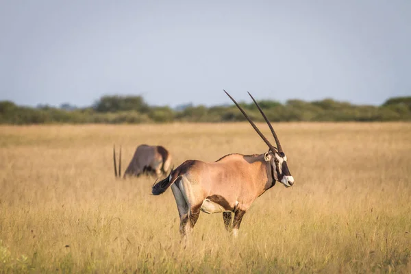 Gemsbok ayakta çim. — Stok fotoğraf