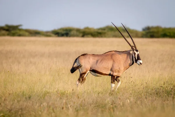 Gemsbok ayakta çim.