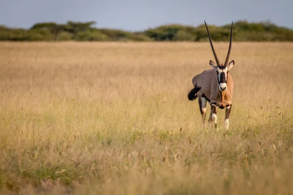 Gemsbok ayakta çim.