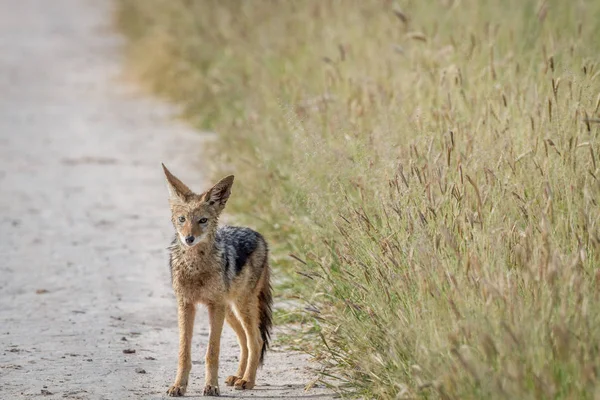 Black-backed jackal standing on the road. — Stock Photo, Image