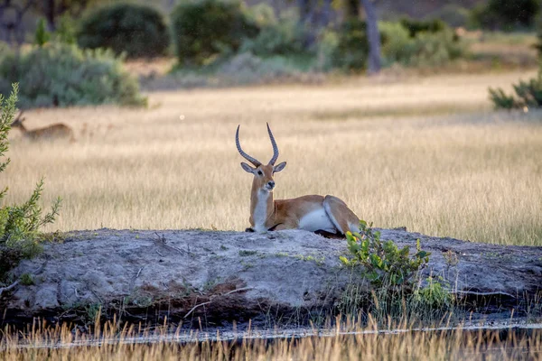 Maschio lechwe sdraiato nella terra . — Foto Stock