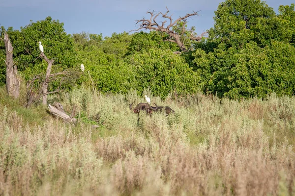 Buffalo v trávě s Volavka rusohlavá. — Stock fotografie