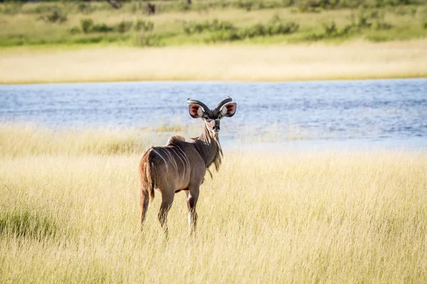 Kudu młody Byk stoi w trawie. — Zdjęcie stockowe
