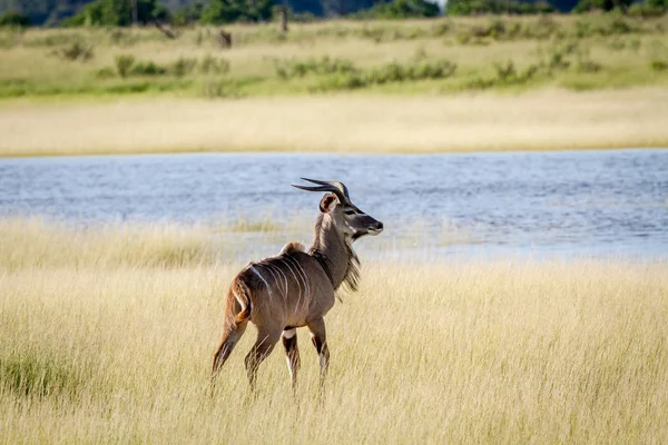 Young Kudu bull standing in the grass. — Stock Photo, Image