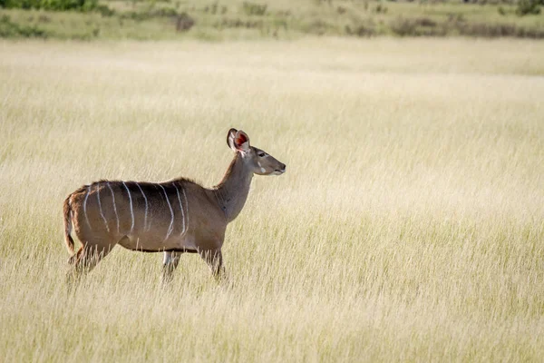 Female Kudu walking in the high grass. — Stock Photo, Image