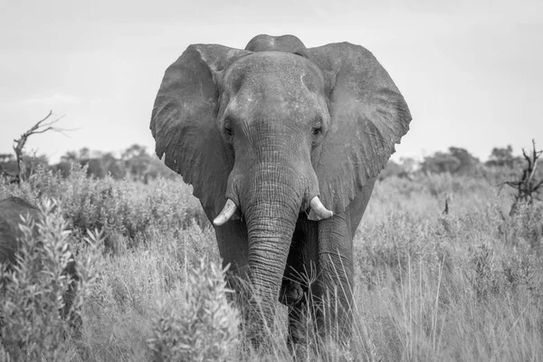 Elefante protagonizado por la cámara . —  Fotos de Stock