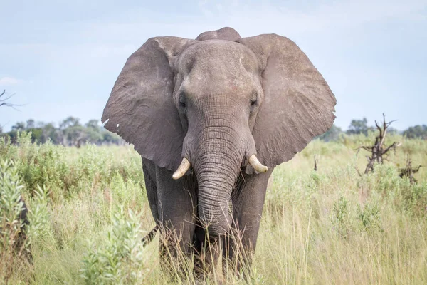 Kameraya yıldızı fil.