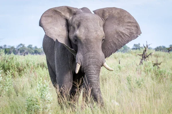 Kameraya yıldızı fil.