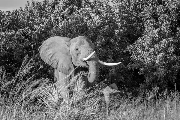 Slon s tele ve vysoké trávě. Stock Fotografie