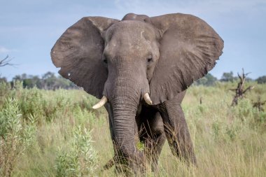 Kameraya yıldızı fil.