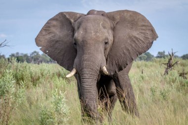 Kameraya yıldızı fil.