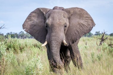 Kameraya yıldızı fil.