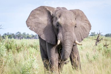 Kameraya yıldızı fil.