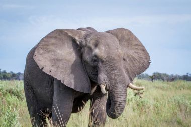 Kameraya yıldızı fil.