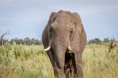 Kameraya yıldızı fil.
