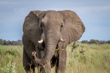 Kameraya yıldızı fil.