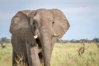 Kameraya yıldızı fil.
