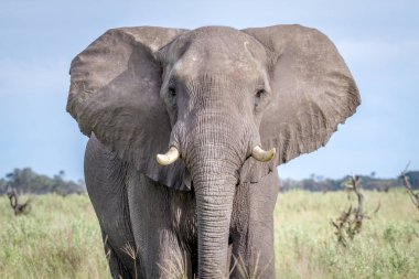 Kameraya yıldızı fil.