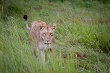 Dişi aslan çim yürüyüş.