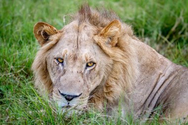 bir erkek aslan Başkanı yakın çekim.